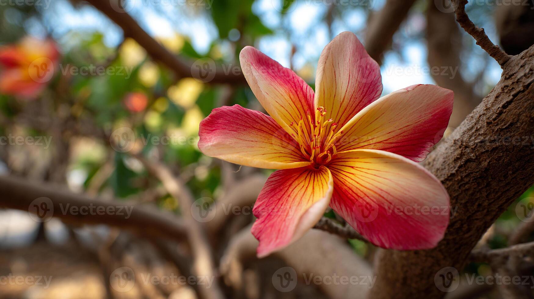 Sharp close up flower photo glowing in soft sunlight