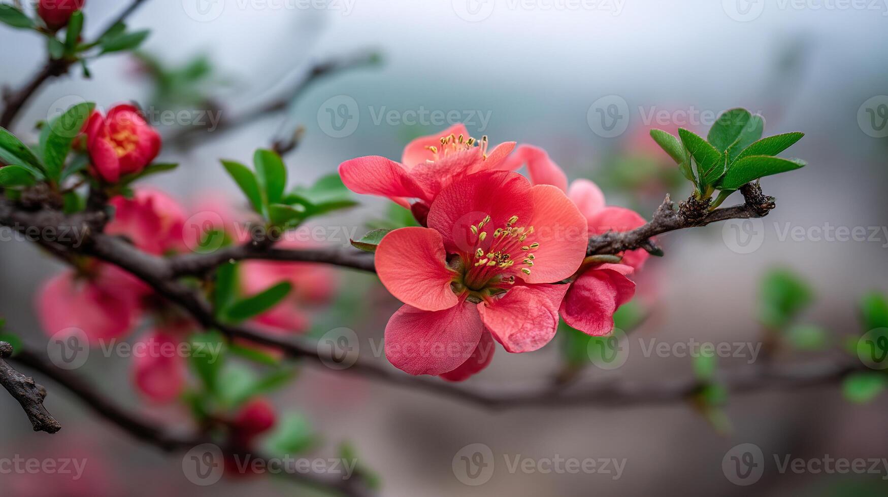 Vibrant flower photo close up on branch with soft sunlight