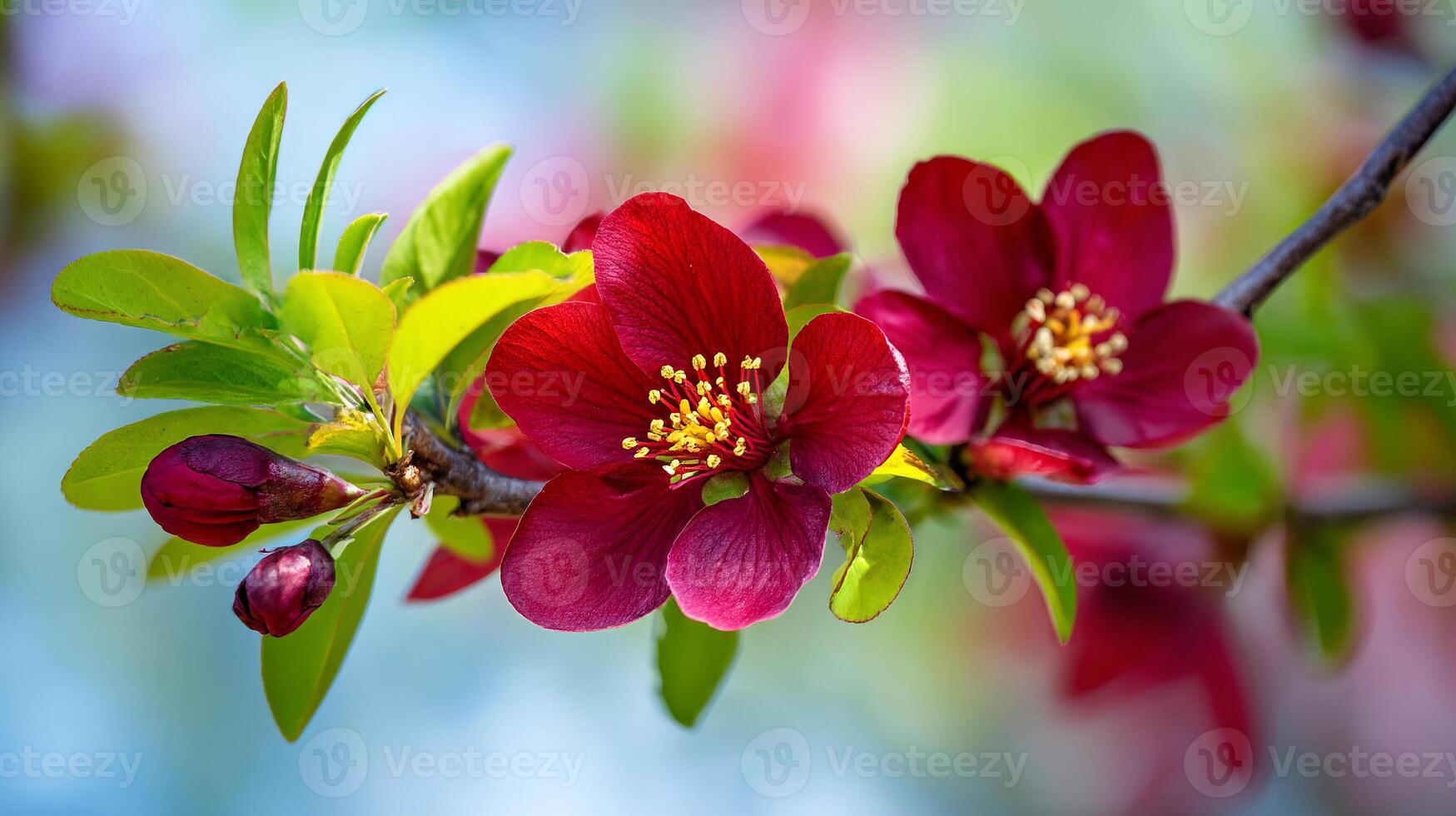 Close view photo of blooming flower on tree in nature