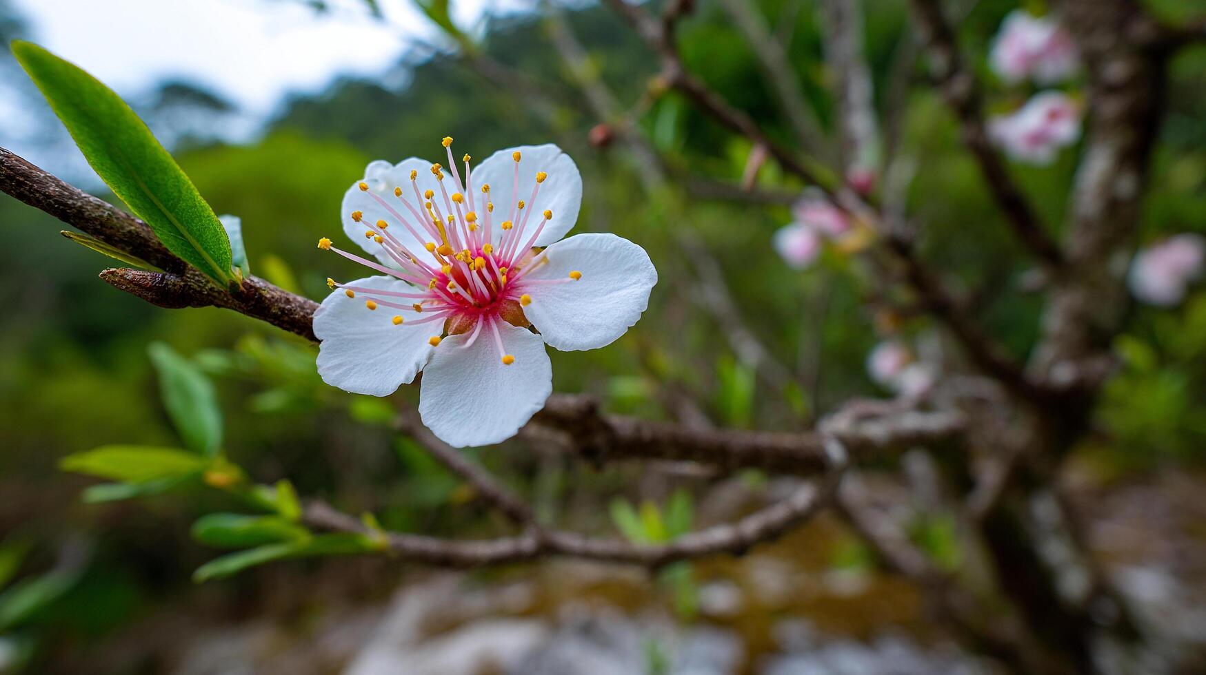 Flower in bloom on branch with blurred green backdrop photo