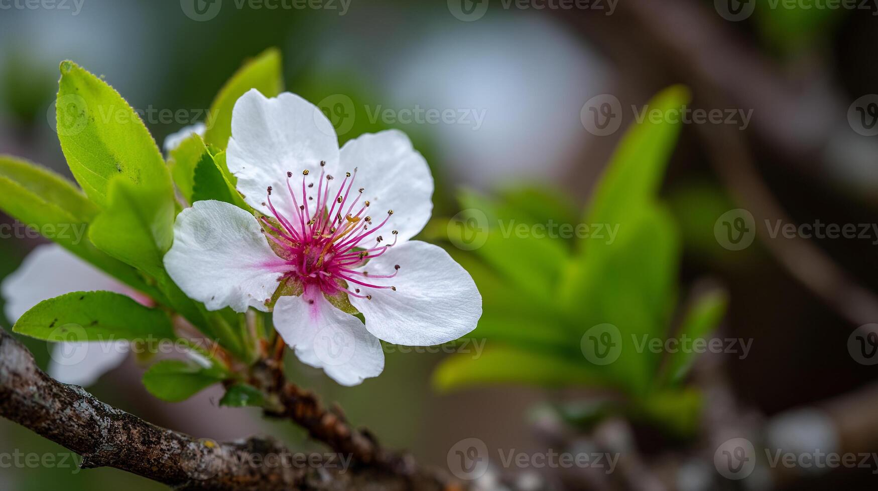 Flower resting peacefully on tree branch in spring bloom photo