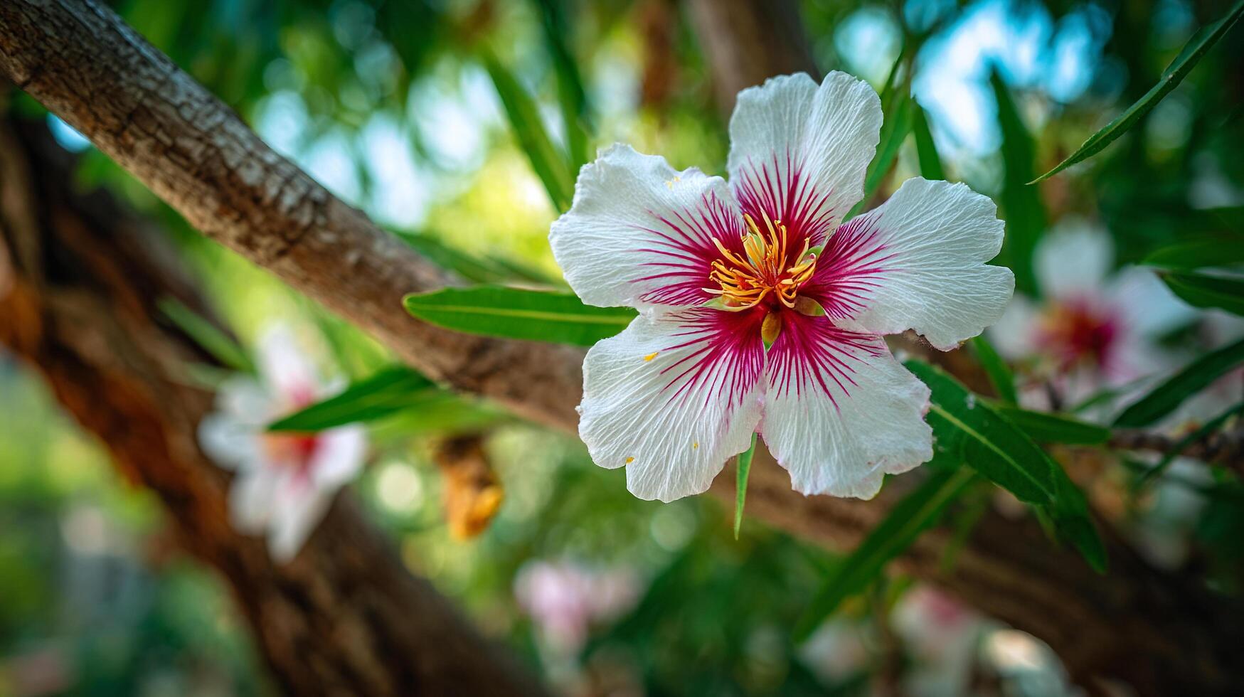 Bright detailed flower captured naturally in soft light photo