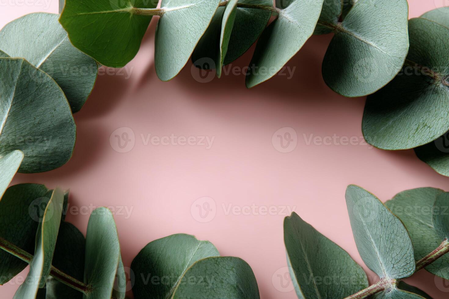 A wreath of eucalyptus leaves on a pink background photo