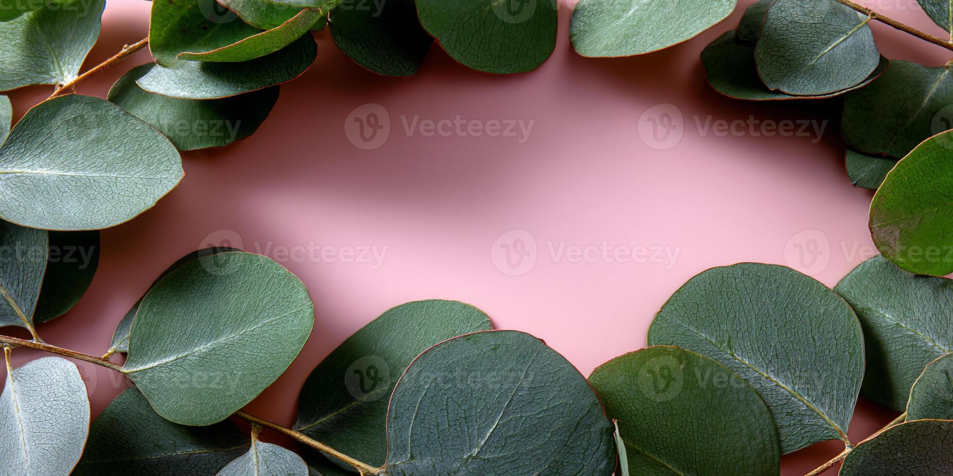 Eucalyptus leaves on pink background photo