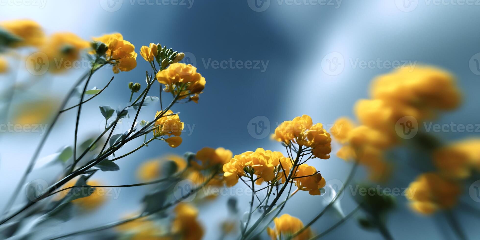 Close-up of bright yellow flowers photo