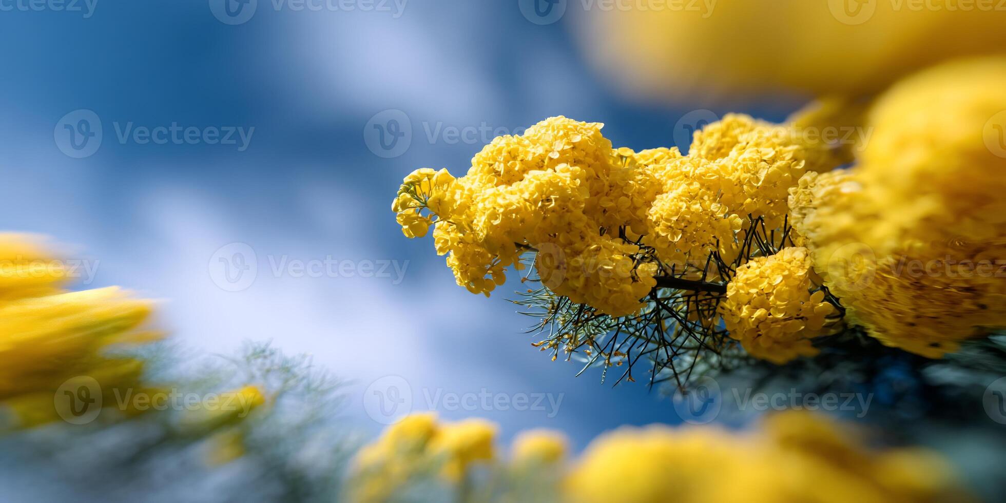 Bright yellow flower clusters against a blue sky photo