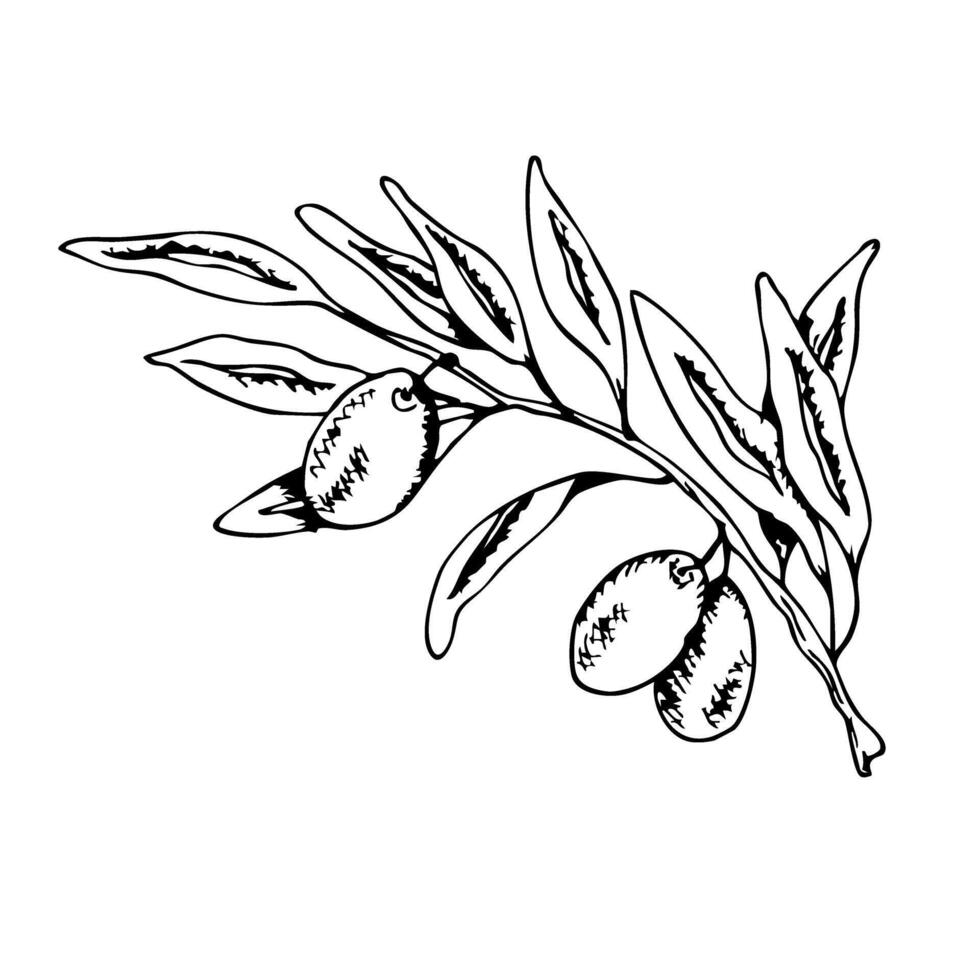 Black and white olive branch illustration for religious ceremony design and decoration. Graphic art. For baptism, wedding invitation, greeting card vector