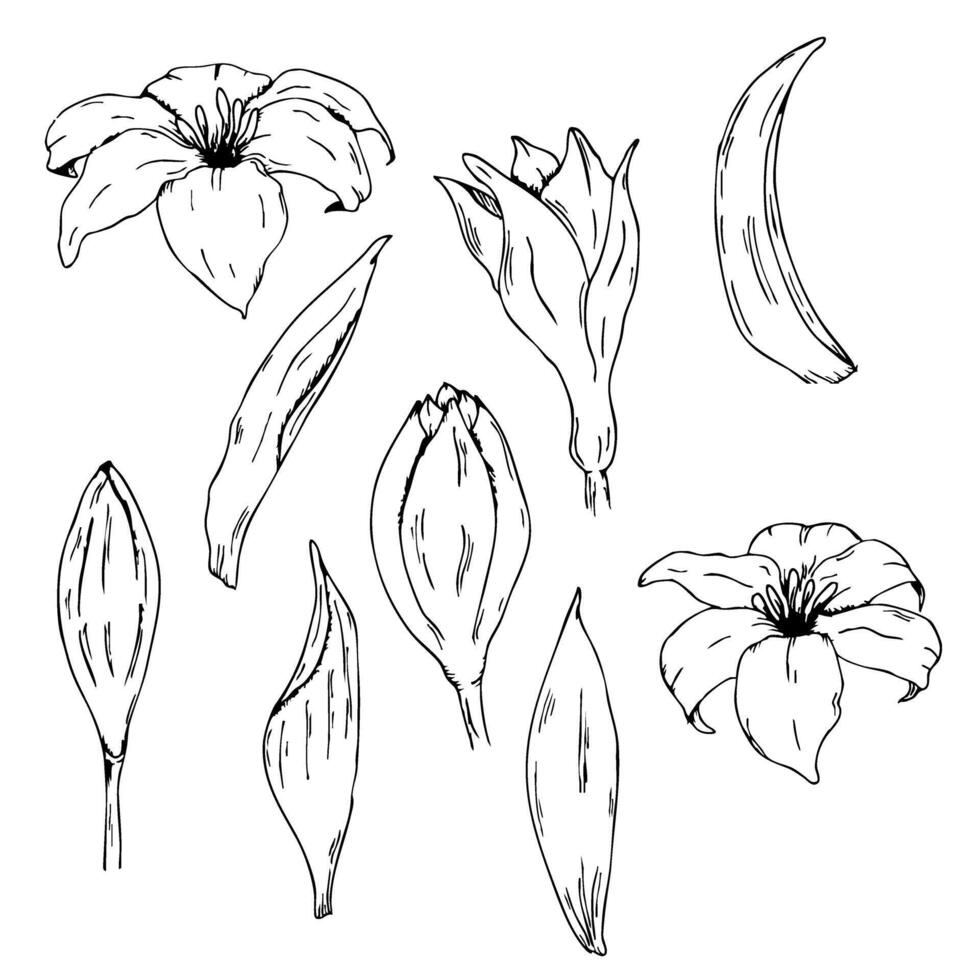 Floral elements for botanical design and art projects. Graphic art. For baptism, wedding invitation, greeting card, birthday, party. Set of lilies and leaves vector