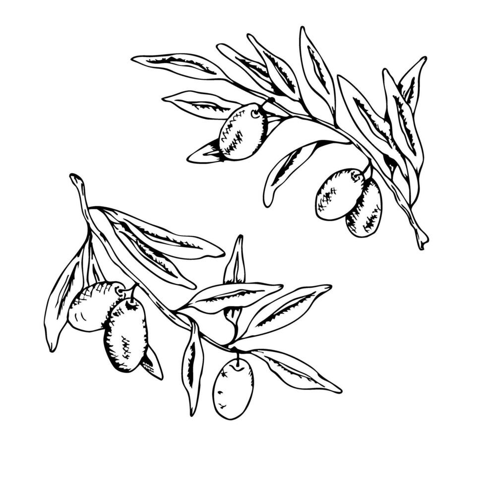 Sacred communion elements with olive branches for religious ceremony design. Graphic art. For baptism, wedding invitation, greeting card. Two olive barnches, black outlines, whiite background vector