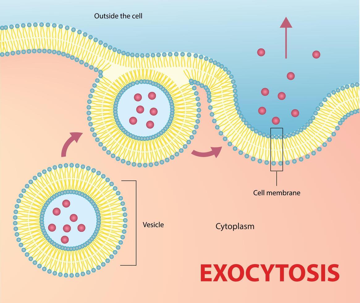 Illustration of exocytosis process diagram vector