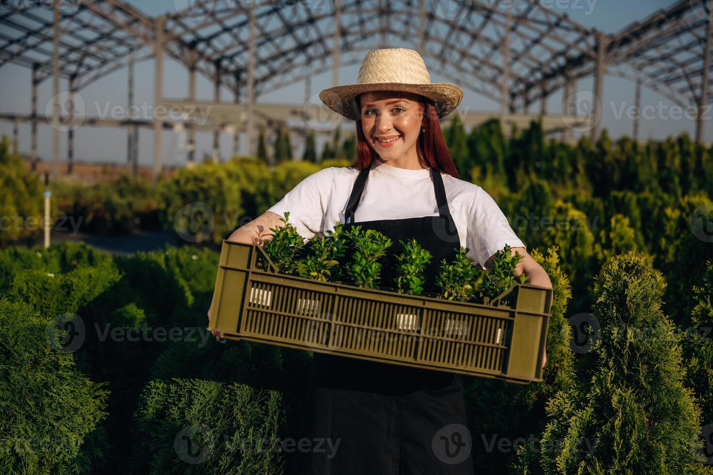 Bunch of plants, in a plastic box. Young redhead woman is taking care of garden photo