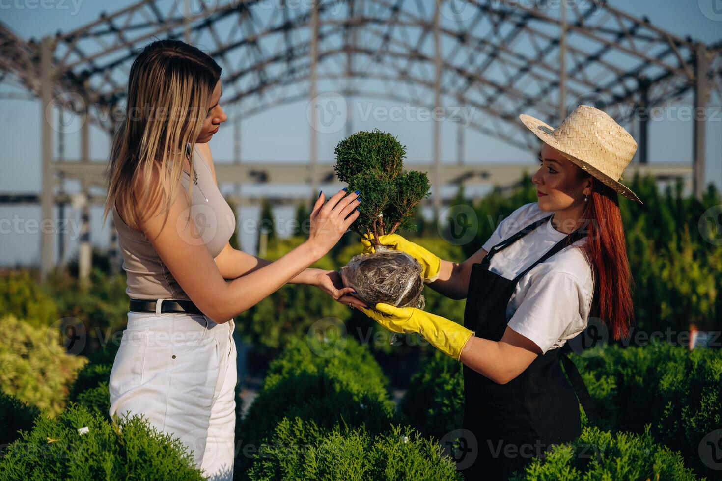 Standing and ,taking care of plant. Two women are in the garden photo