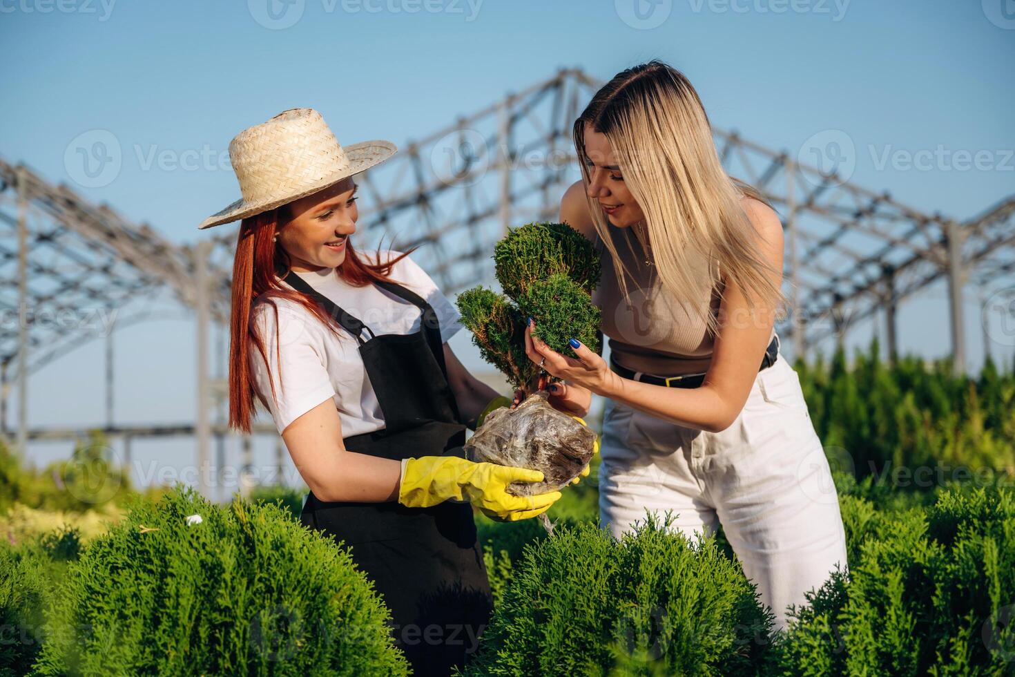 Standing, and taking care of plant. Two women are in the garden photo