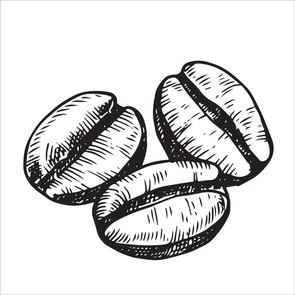 Sketch of coffee bean illustration. vector