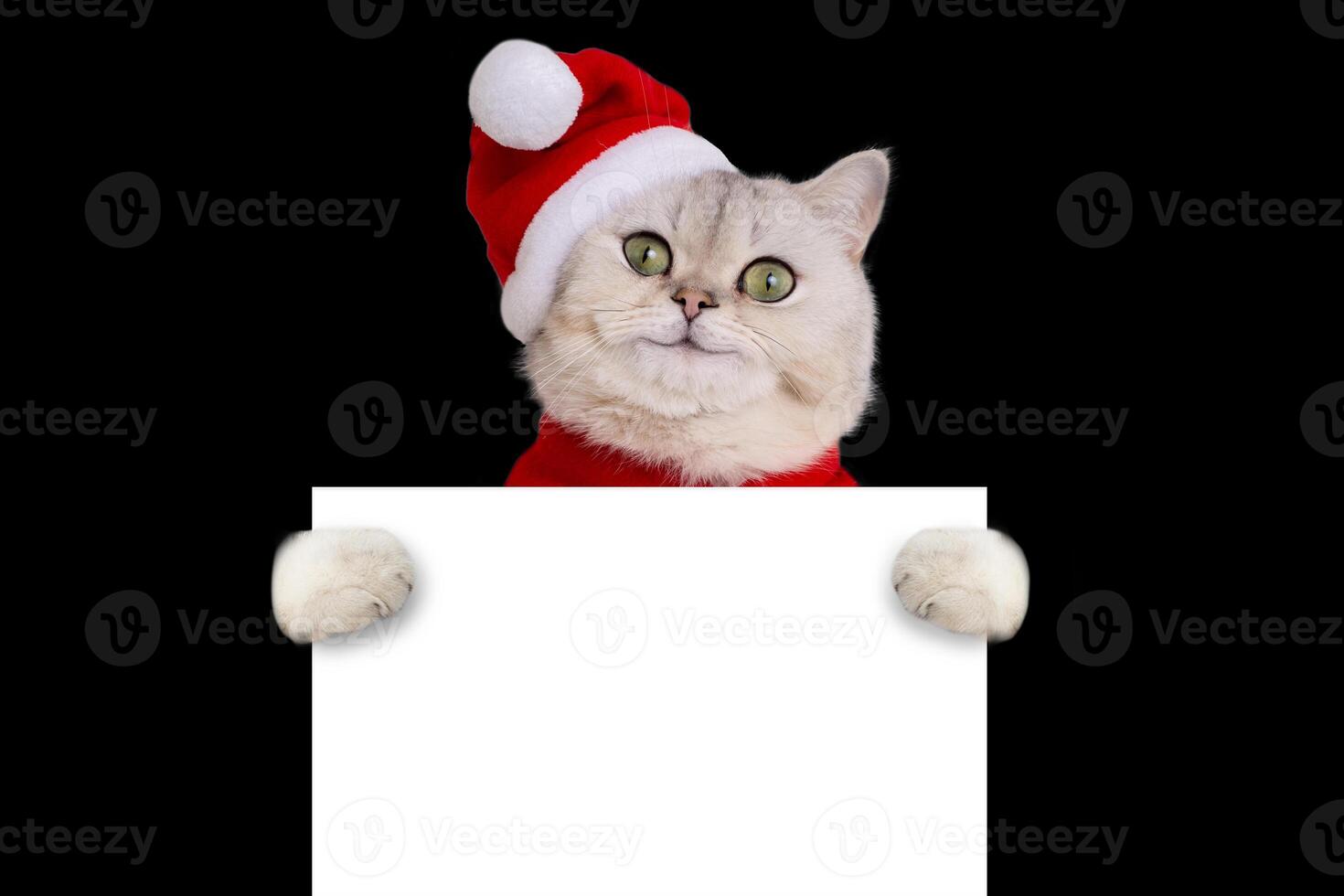 Funny cat wearing a red christmas hat holds a white blank banner mock up, on black background photo