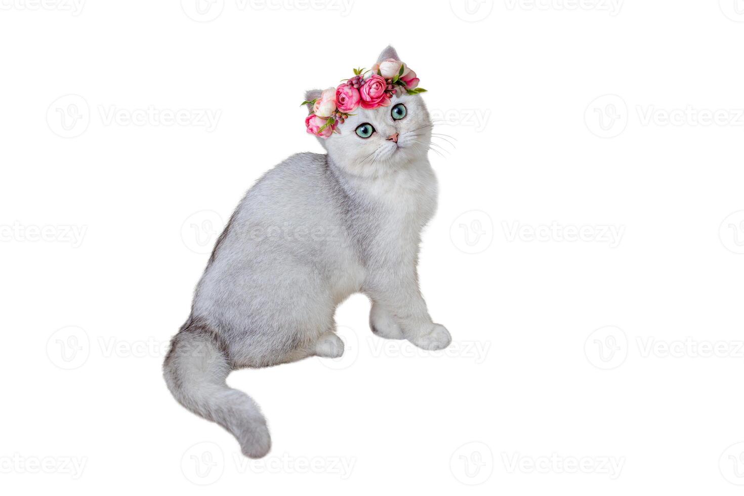 Adorable gray kitten British breed in a pink flower crown sitting on a white background. photo
