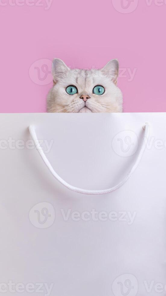 Head of charming white cat, with big blue eyes peeking out of white paper bag photo