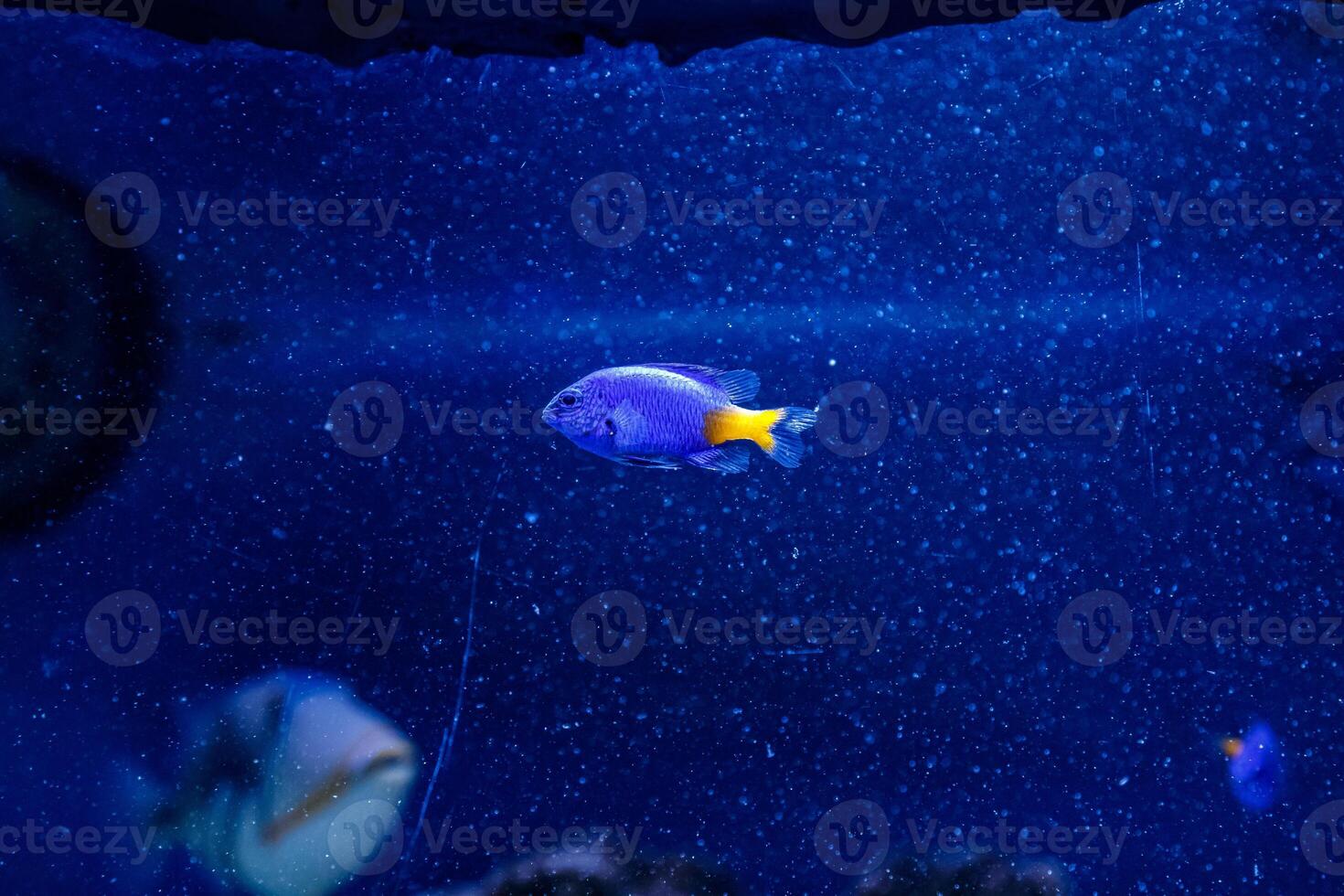 Yellow-tailed Chrysiptera fish Chrysiptera parasema photo