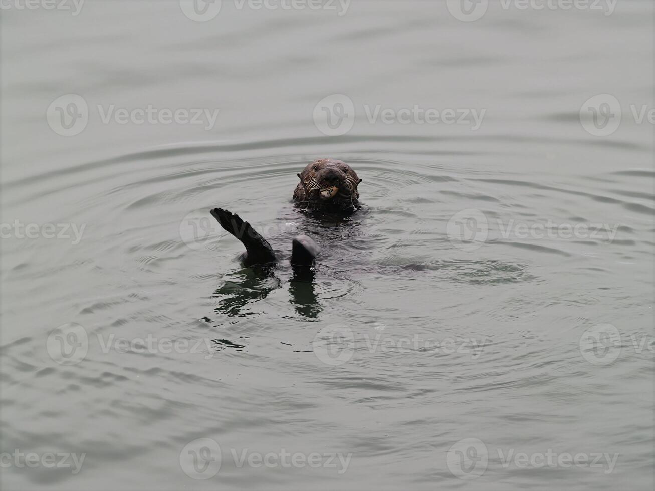 Sea Otter On Back In Water Eating photo