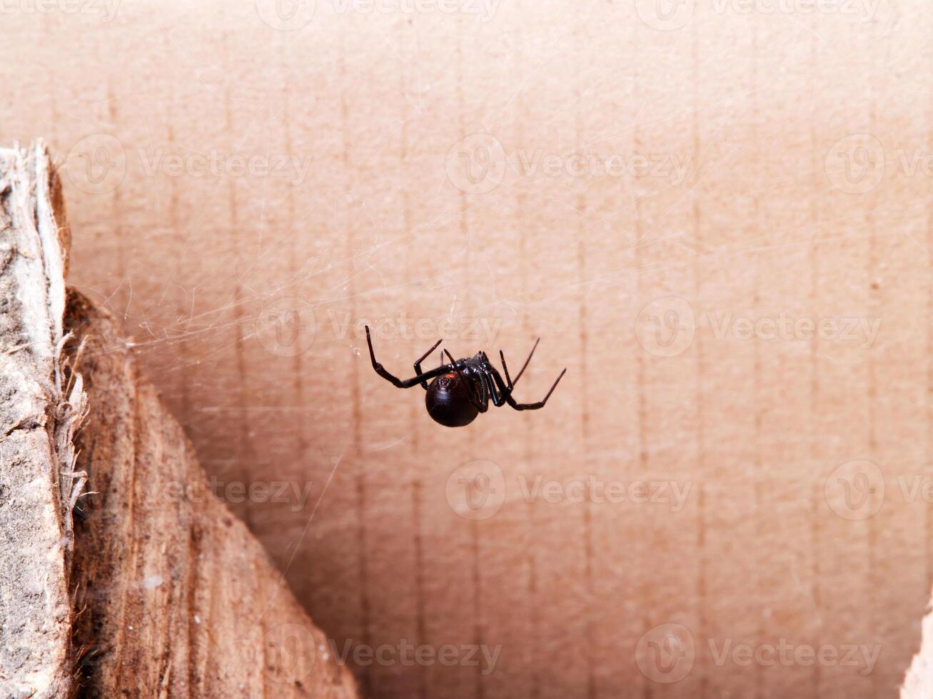 Black Widow Spider Upside Down In Web photo
