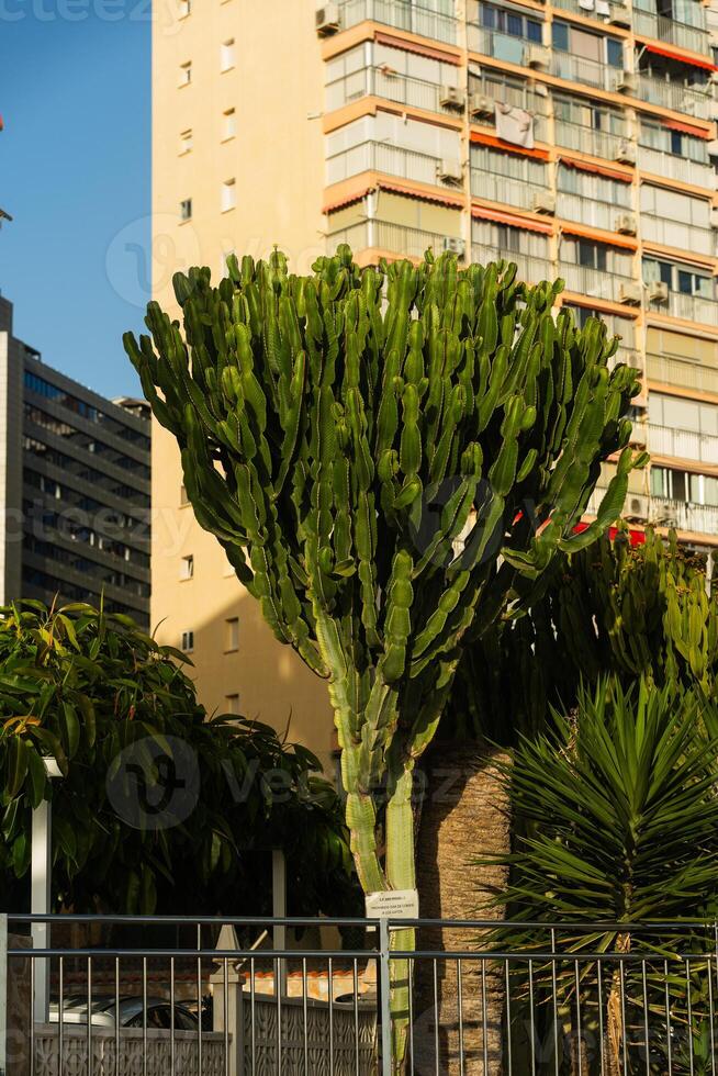 Tall Cactus Tree in Urban Environment photo