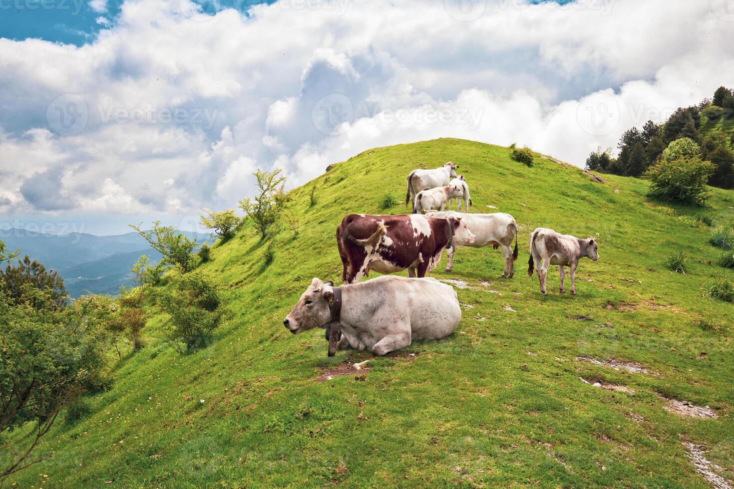 Grazing Cows on a Lush Mountain Meadow in the Italian Alps photo
