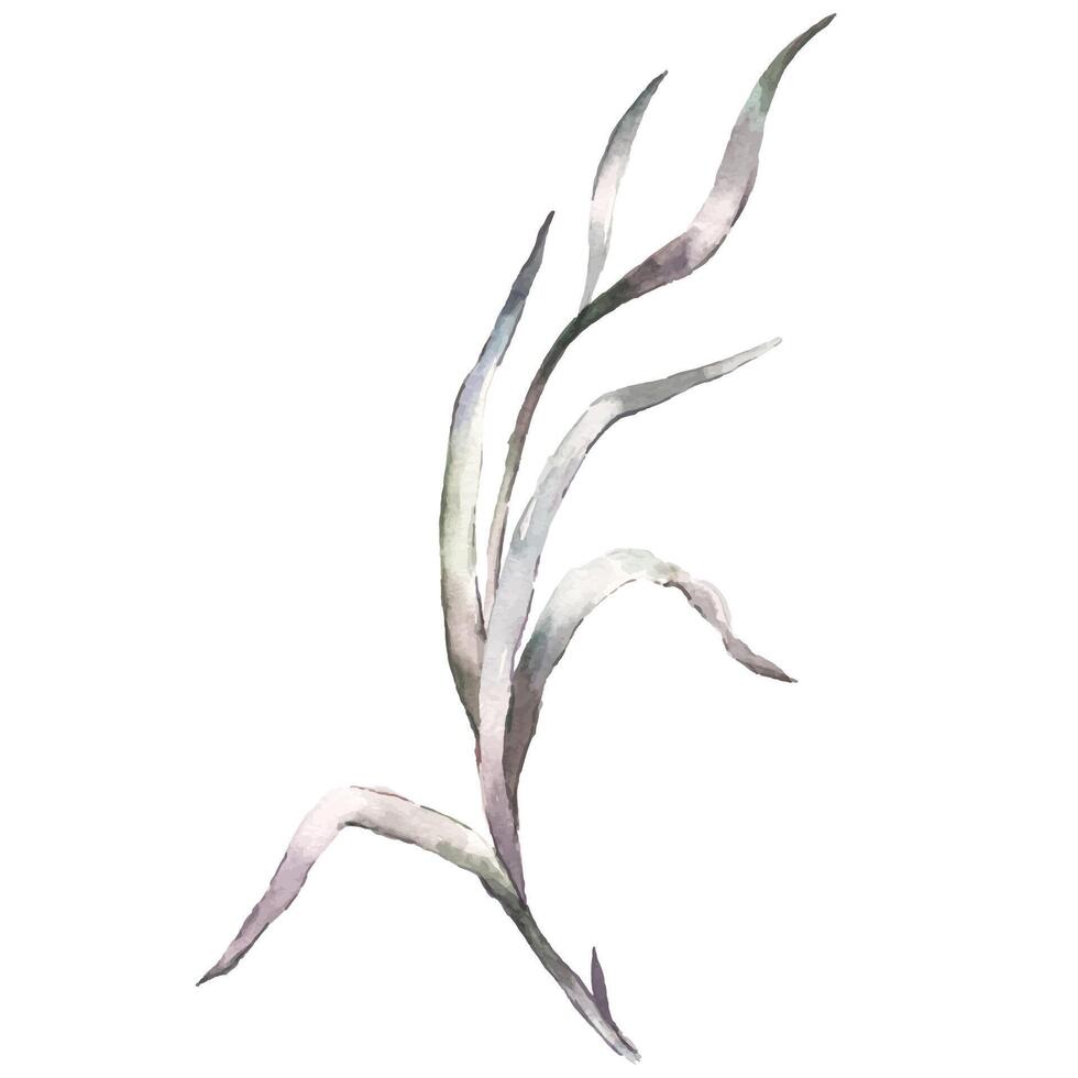 Hand Painted Watercolor Grass Blade Illustration Botanical Element on White Background vector