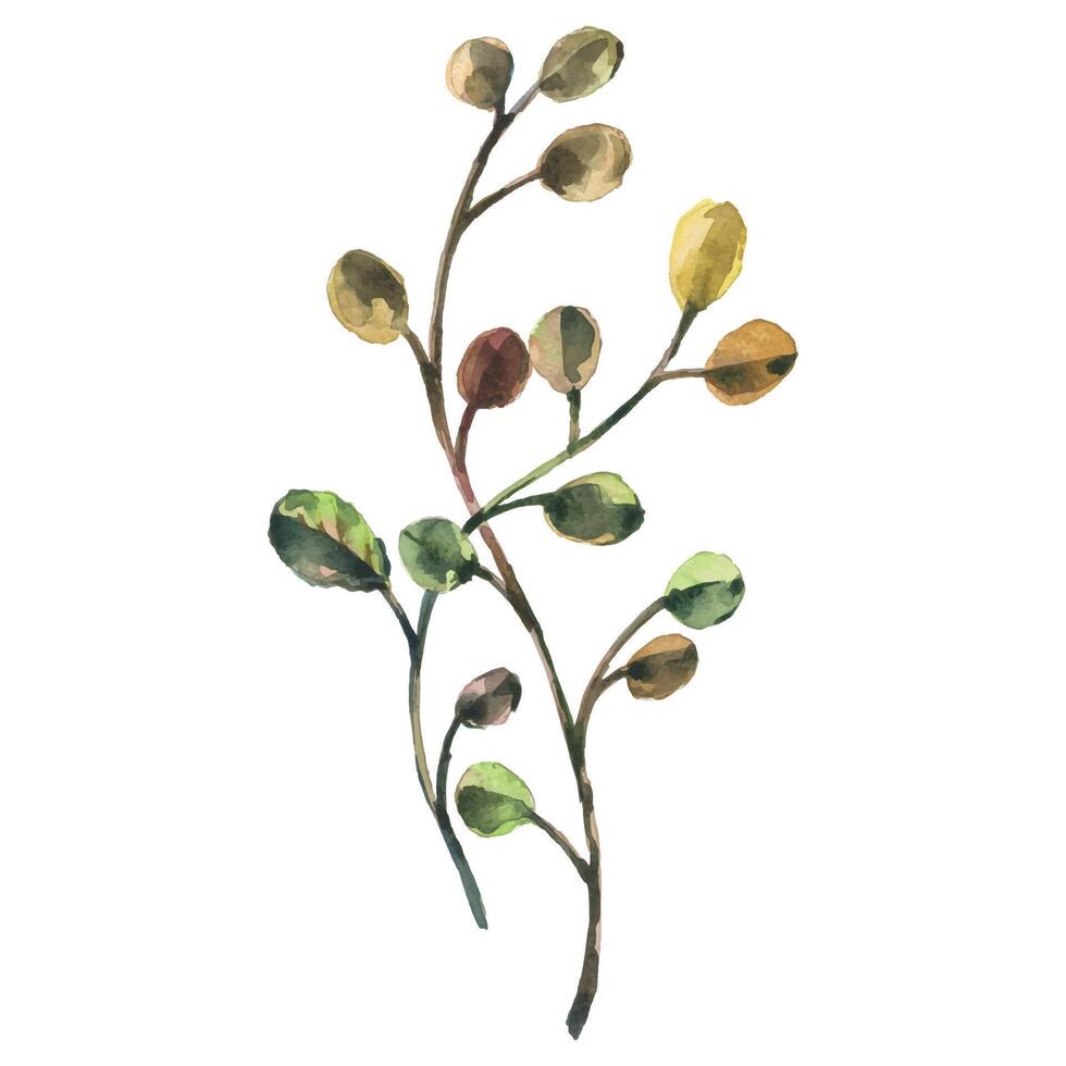 Hand Drawn Watercolor Green Leaves Branch Illustration Botanical Element on White Background vector