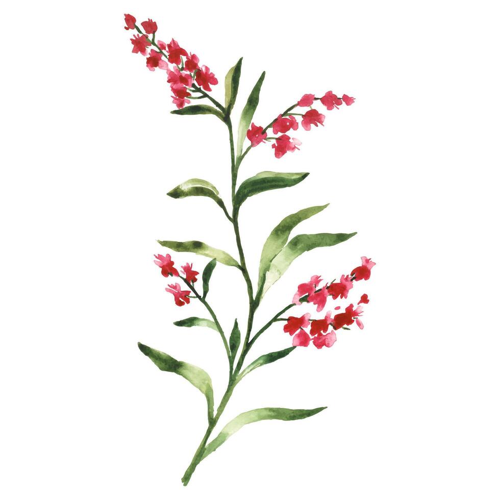 Watercolor Red Wildflowers Art Hand Drawn Flower on White Background vector
