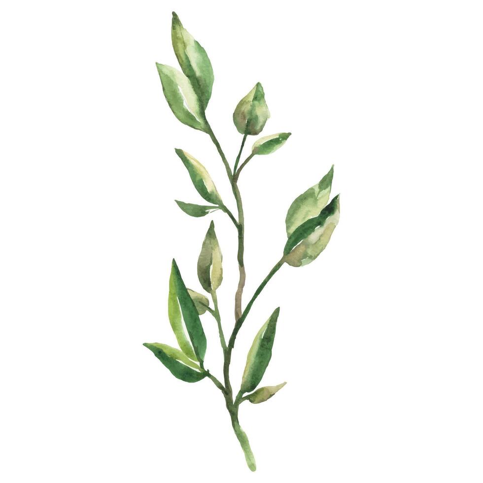 Hand Painted Watercolor Green Leaves Branch Illustration Botanical Element on White Background vector