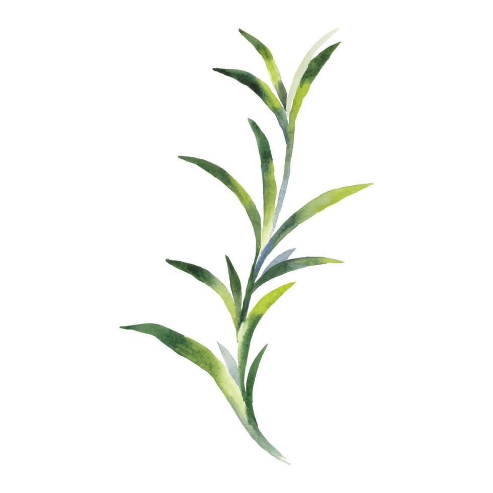 Watercolor illustration of a green plant vector