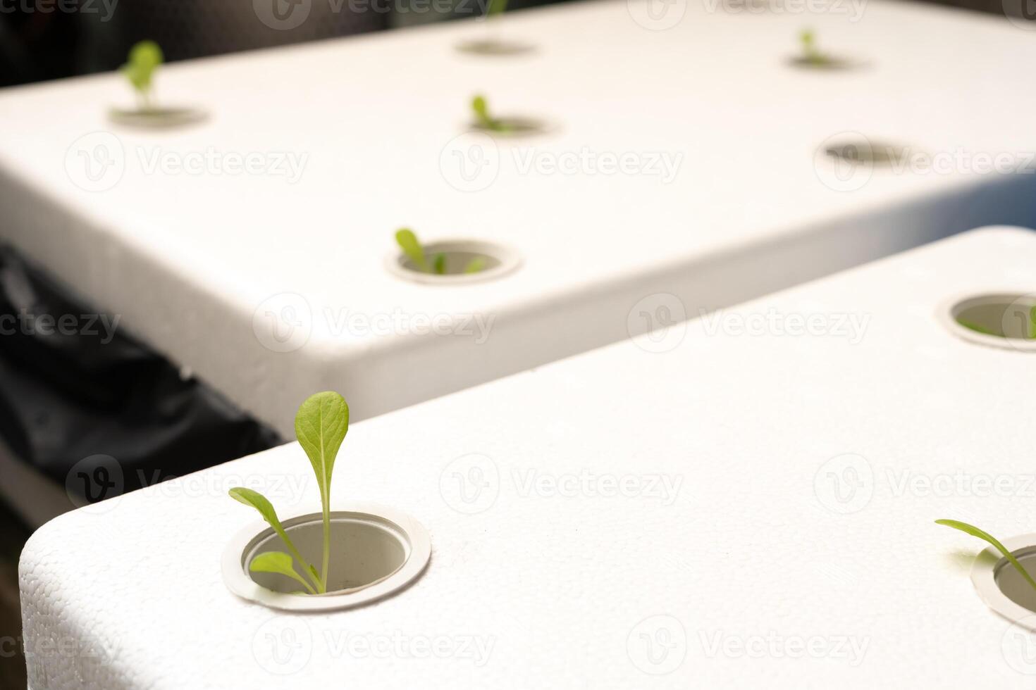 Hydroponic Seedlings Growing in Soilless Indoor Farming System. Young seedlings sprouting through a white foam board in a hydroponic system. Organic produce photo