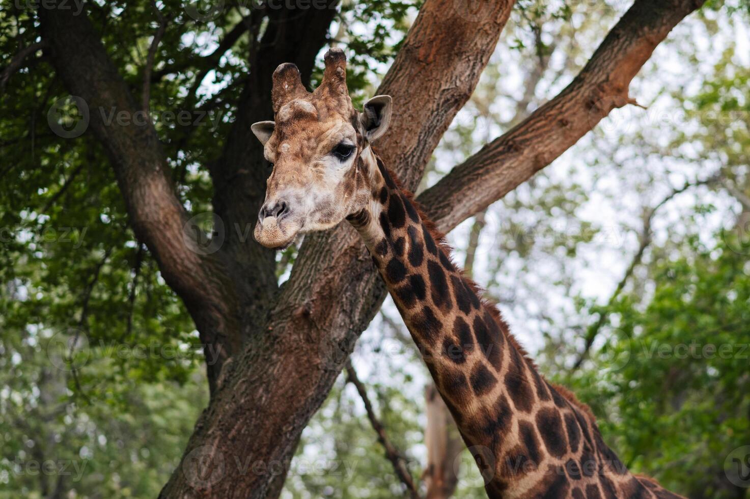 A close-up shot of a cute giraffe on the loose in a zoo with trees photo