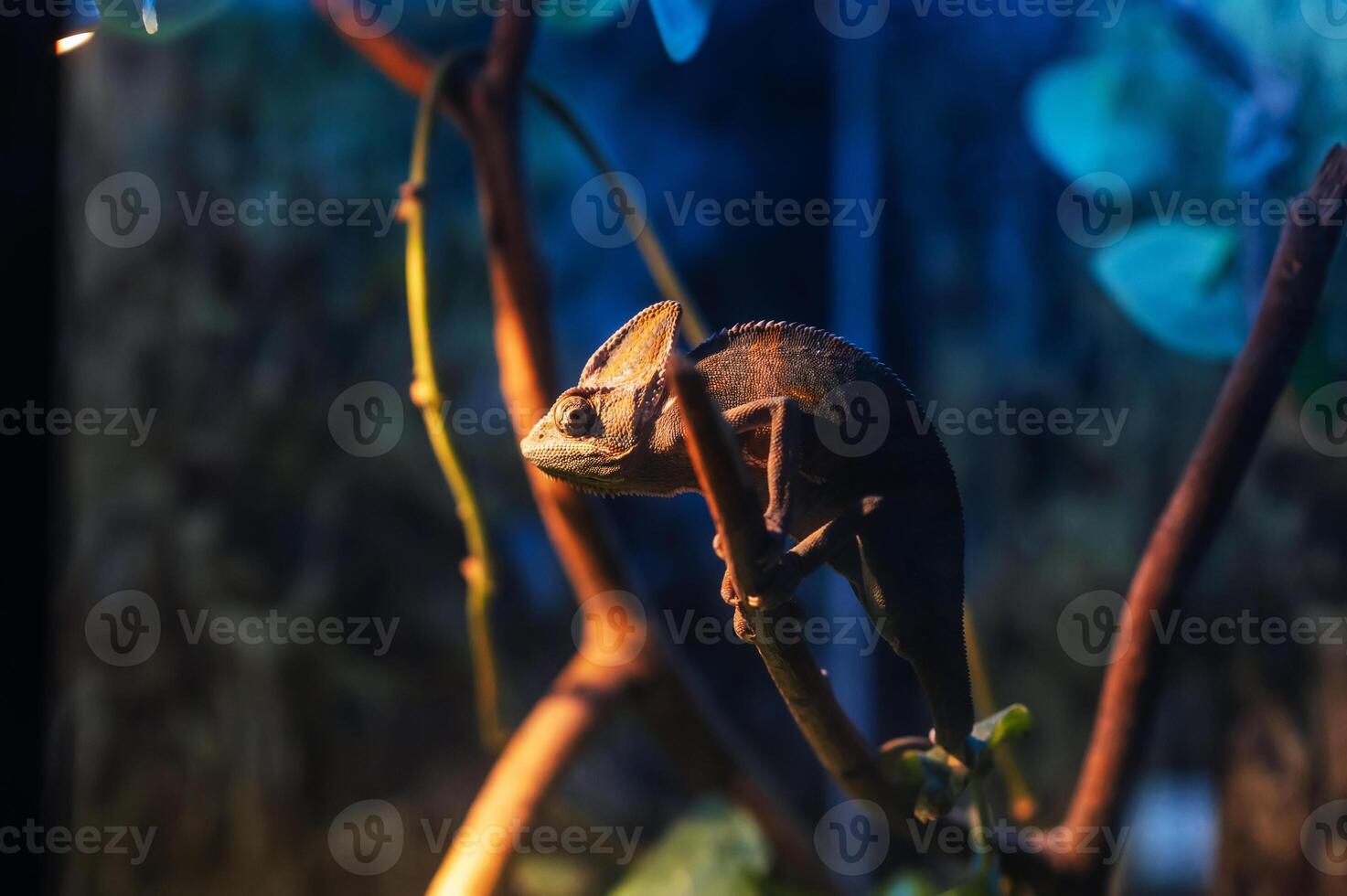 A green chameleon sits on a branch in a cage photo