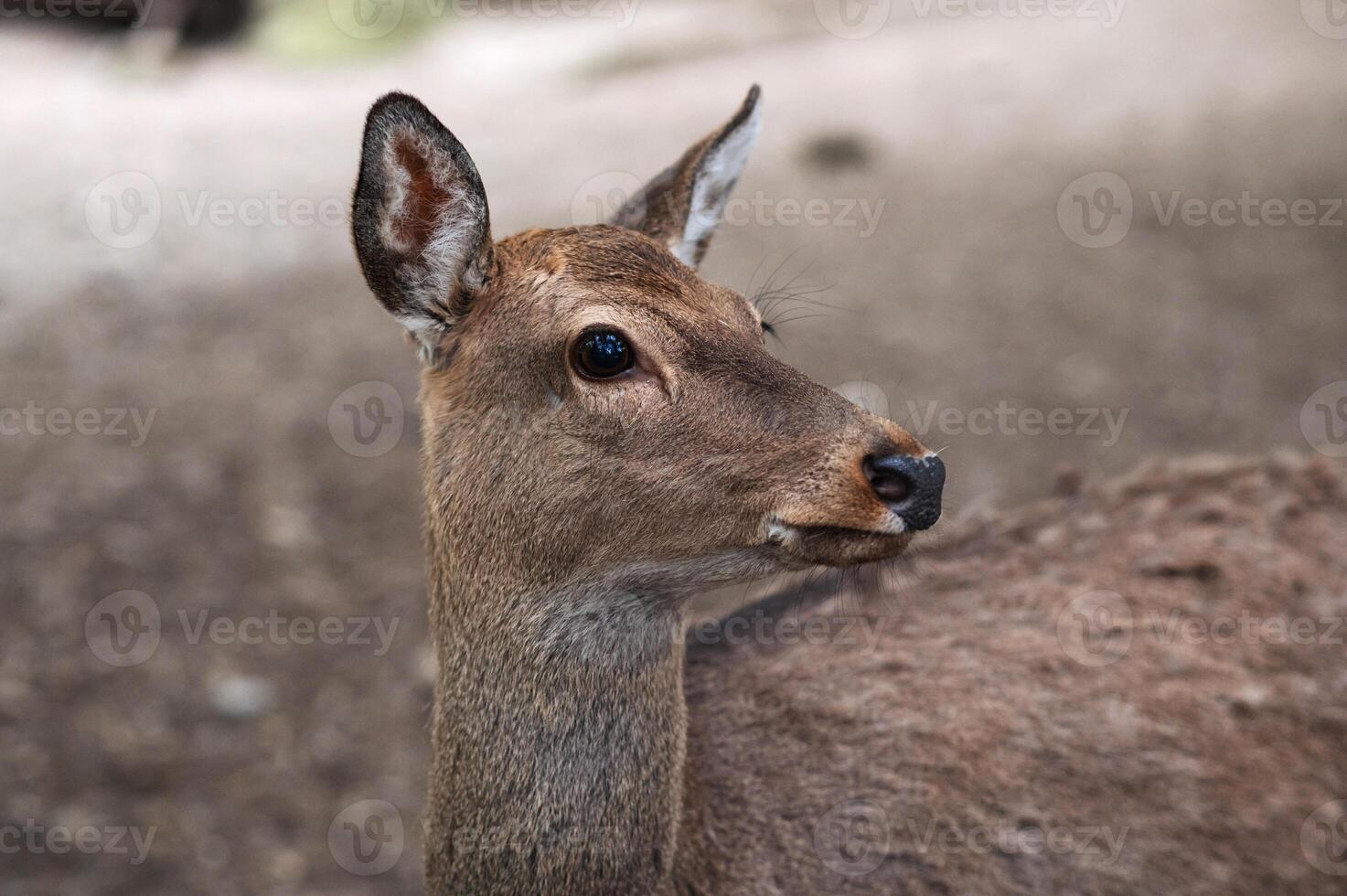 portrait of a young doe in the zoo enclosure photo