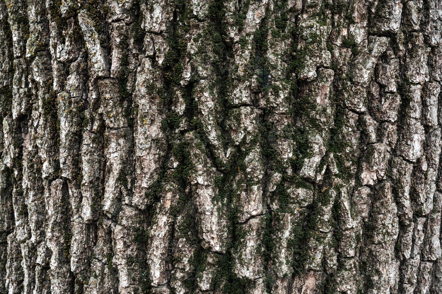 bark of old deciduous tree close-up. texture. abstract background photo
