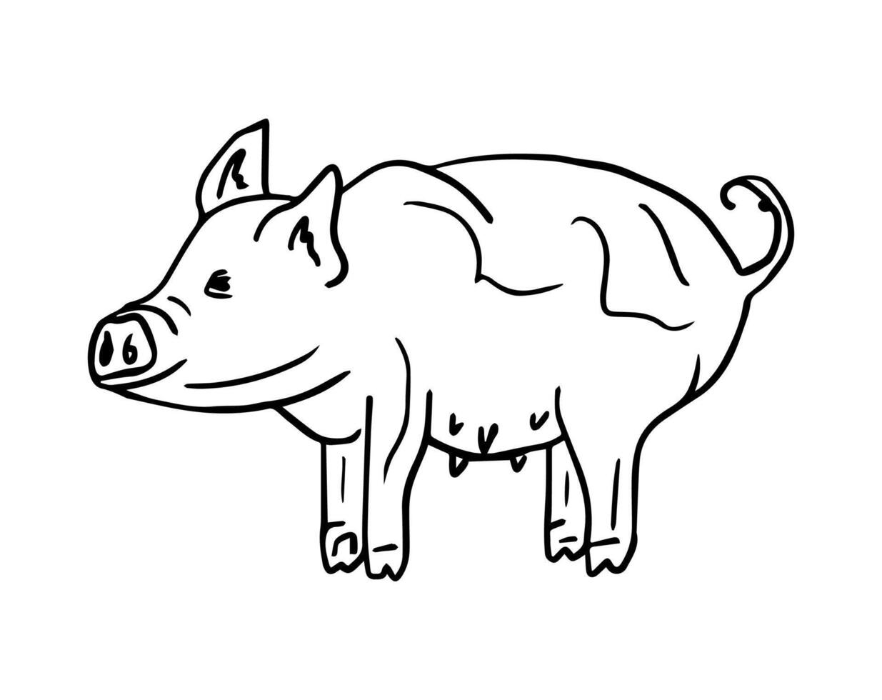 Contour illustration of a piglet, farm animals. A pig drawn by hand. The concept of rural products and animal husbandry. Hand-drawn illustration for packaging, postcards vector