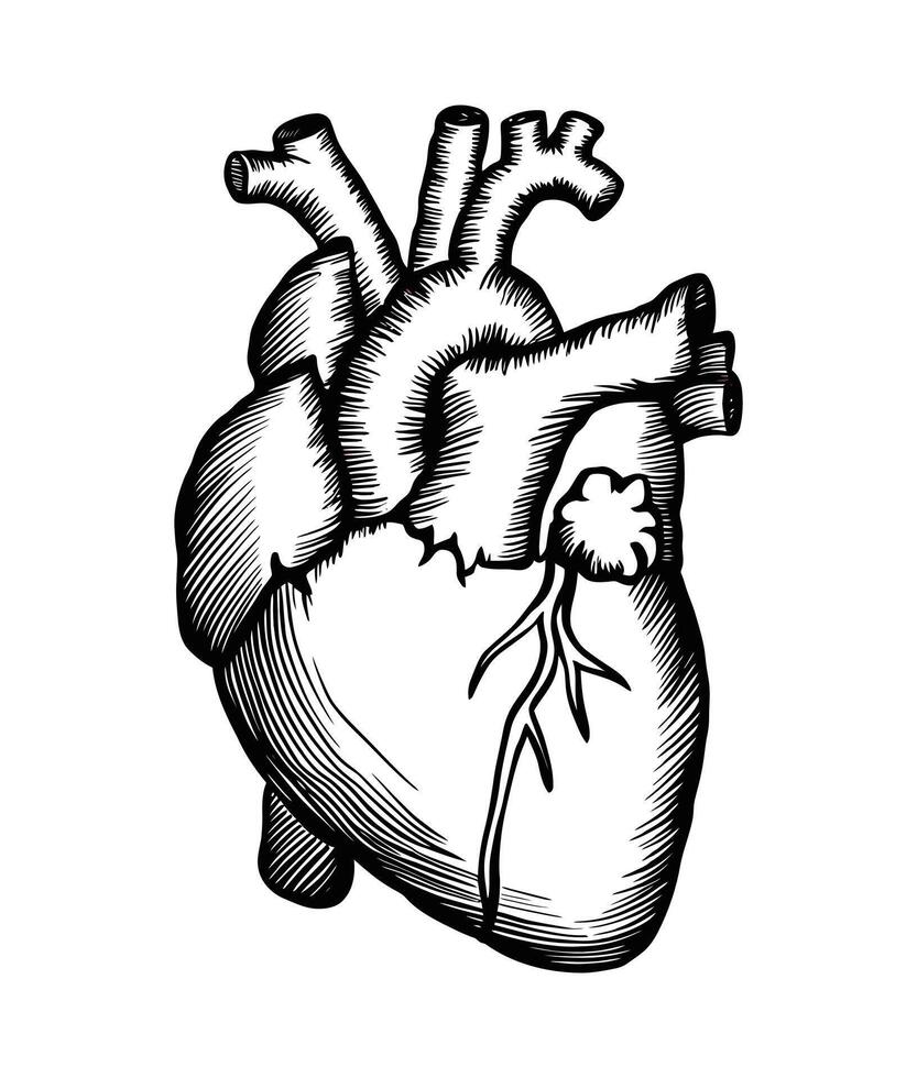 Detailed hand drawn anatomical illustration of a human heart vector