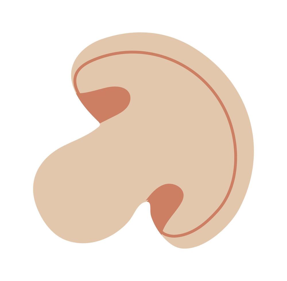 Minimalist illustration featuring a sliced mushroom, highlighting the stem and cap with visible gills, all set against a clean white background for a fresh, modern look vector