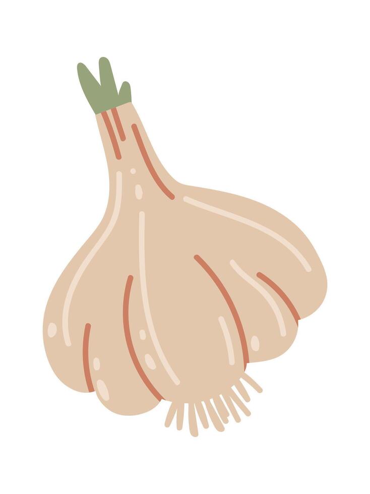 Hand drawn illustration of a whole garlic bulb with roots and a green sprout growing from the top, isolated on a white background, representing healthy eating, cooking, and natural remedies vector