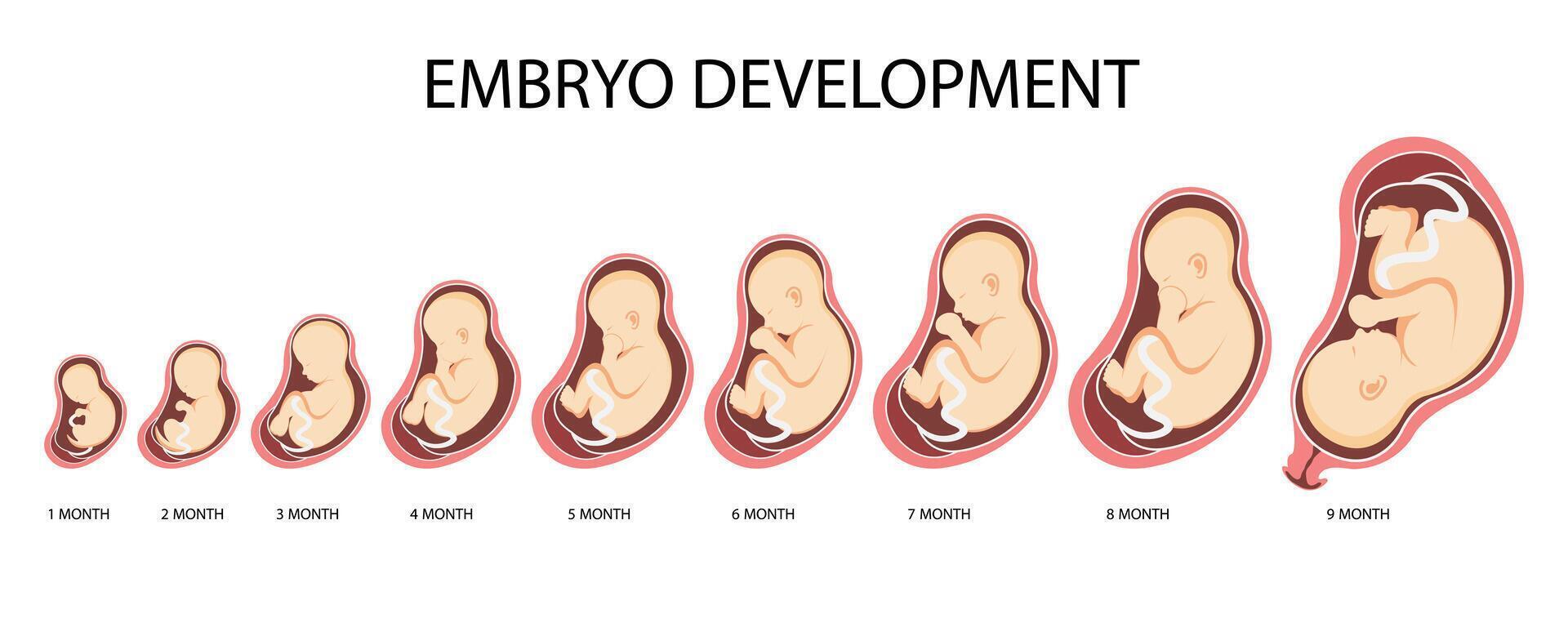 Stages of Human Embryo Development. Fetal growth and pregnancy from 1 to 9 months before birth vector