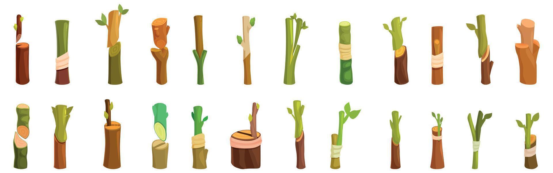 Plant grafting icons set. Grafting process showing different stages of plant propagation technique vector