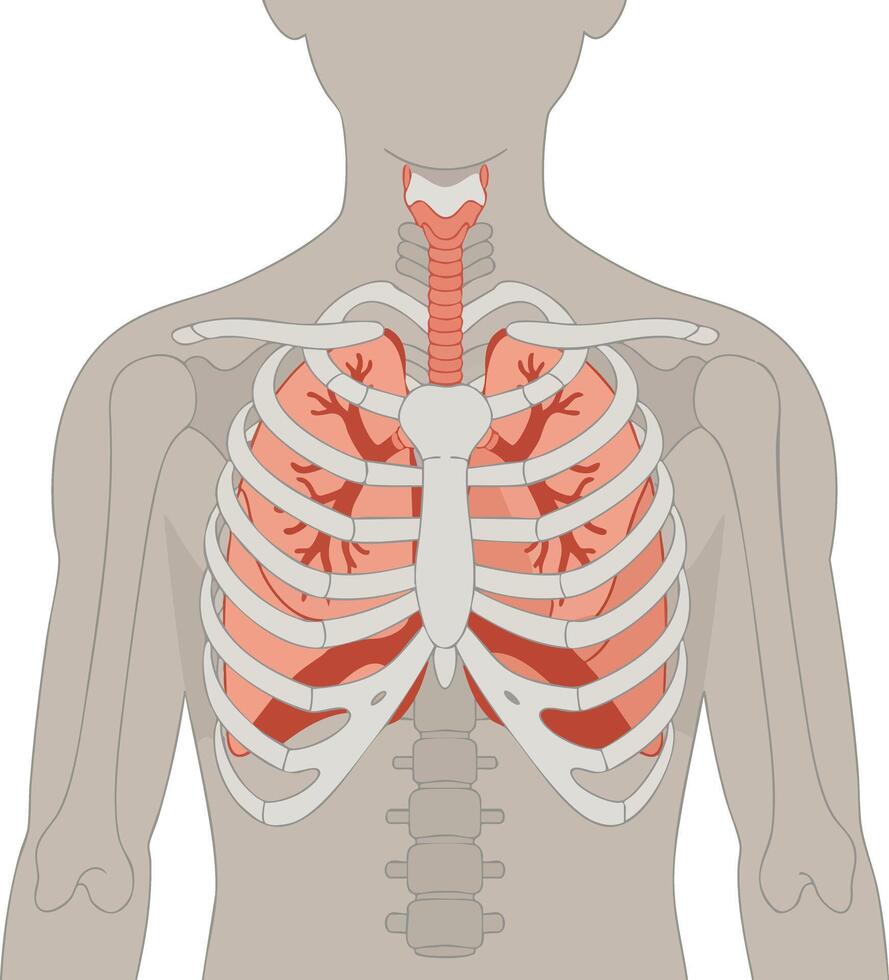 Human respiratory system anatomy showing lungs, ribs, trachea, and bronchial tree in medical illustration vector