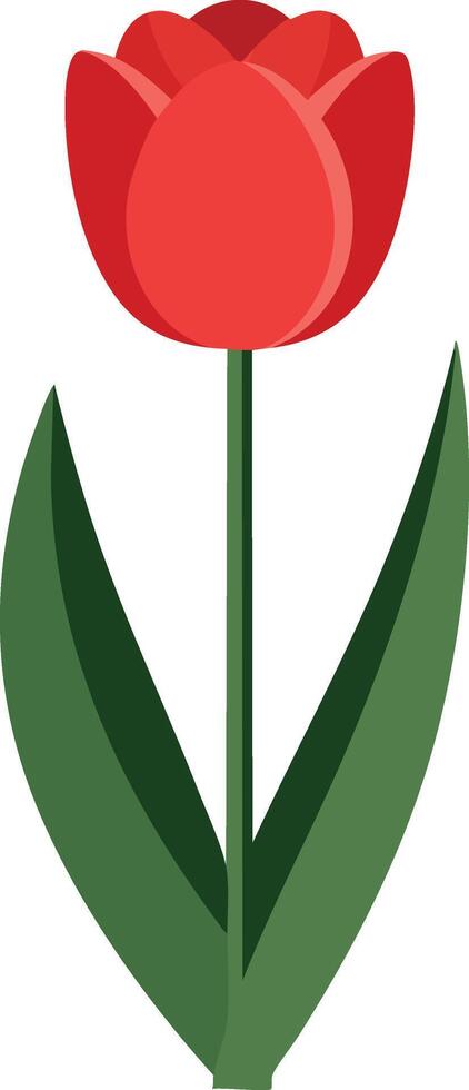Red tulip flower with green leaves simple illustration for spring garden decoration and floral design elements vector