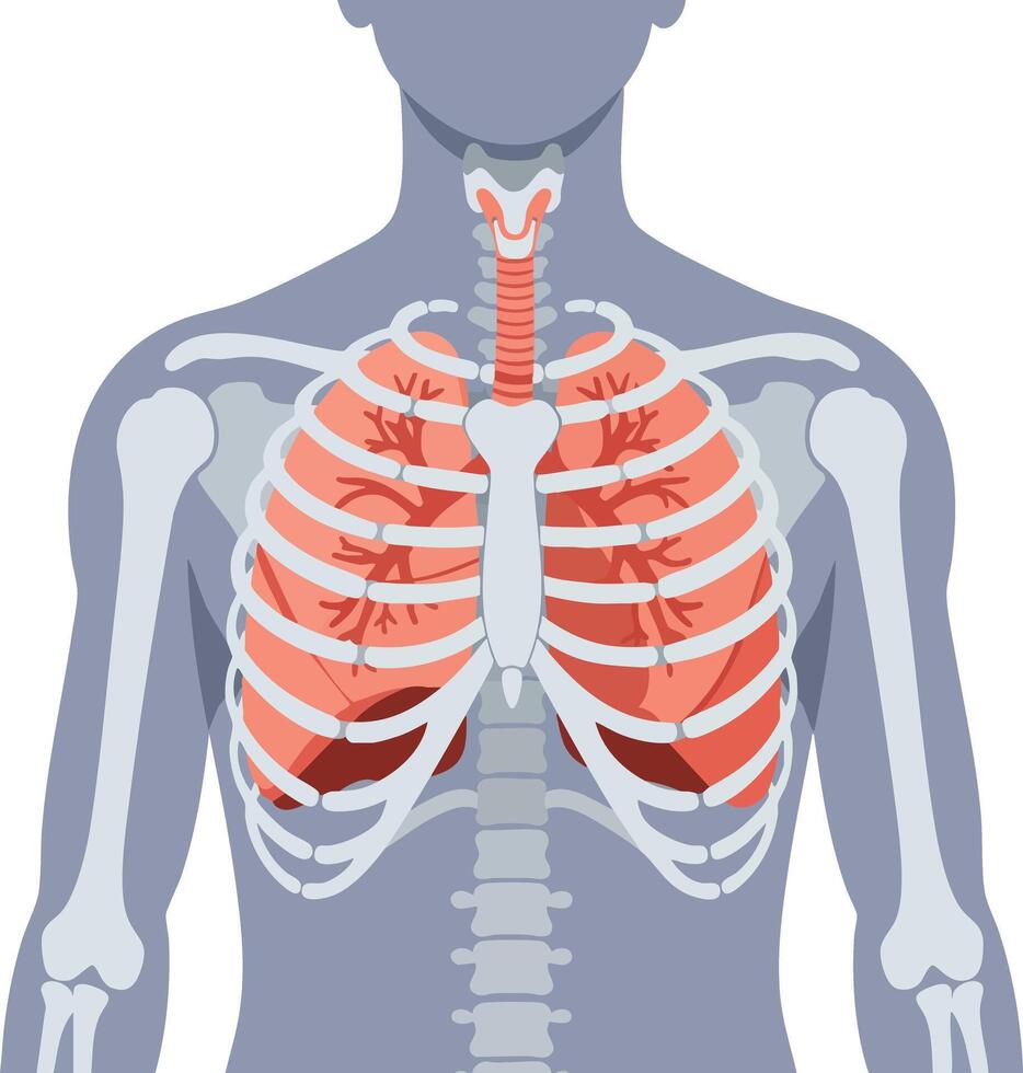 Human respiratory system anatomy showing lungs and rib cage in medical illustration design vector