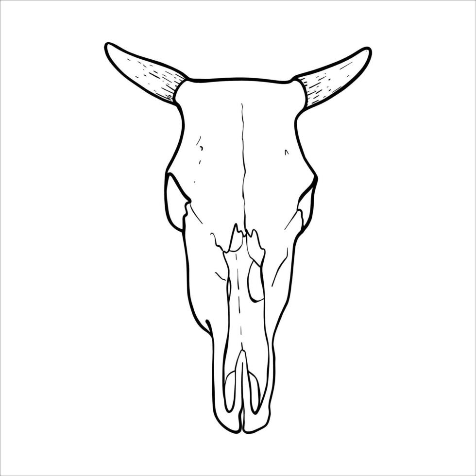 Cow Skull Illustration. Hand drawn black and white illustration of a bull skull with horns in line art style. Suitable for farming, agriculture and art projects. Graphic engraving design EPS10 vector