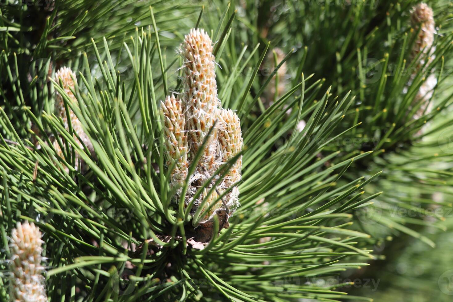 Pine buds in the spring. Bloomed pine branches. photo