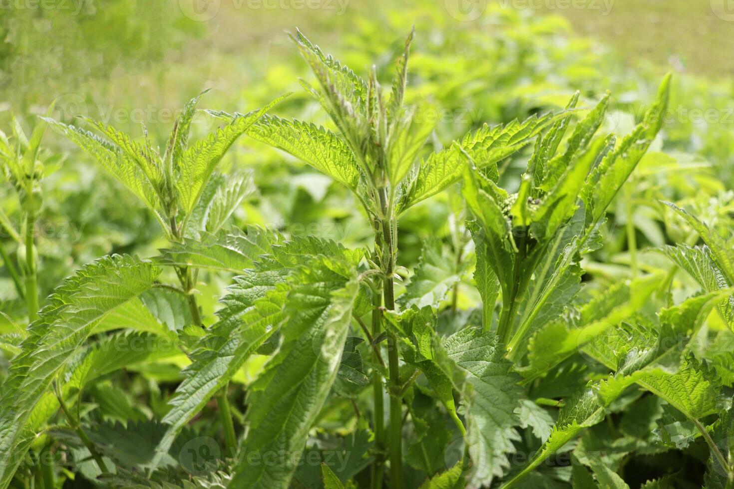Stinging nettle, medicinal plant used as bleeding, diuretic, antipyretic, wound healing, antirheumatic agent. Nettle with fluffy green leaves. photo