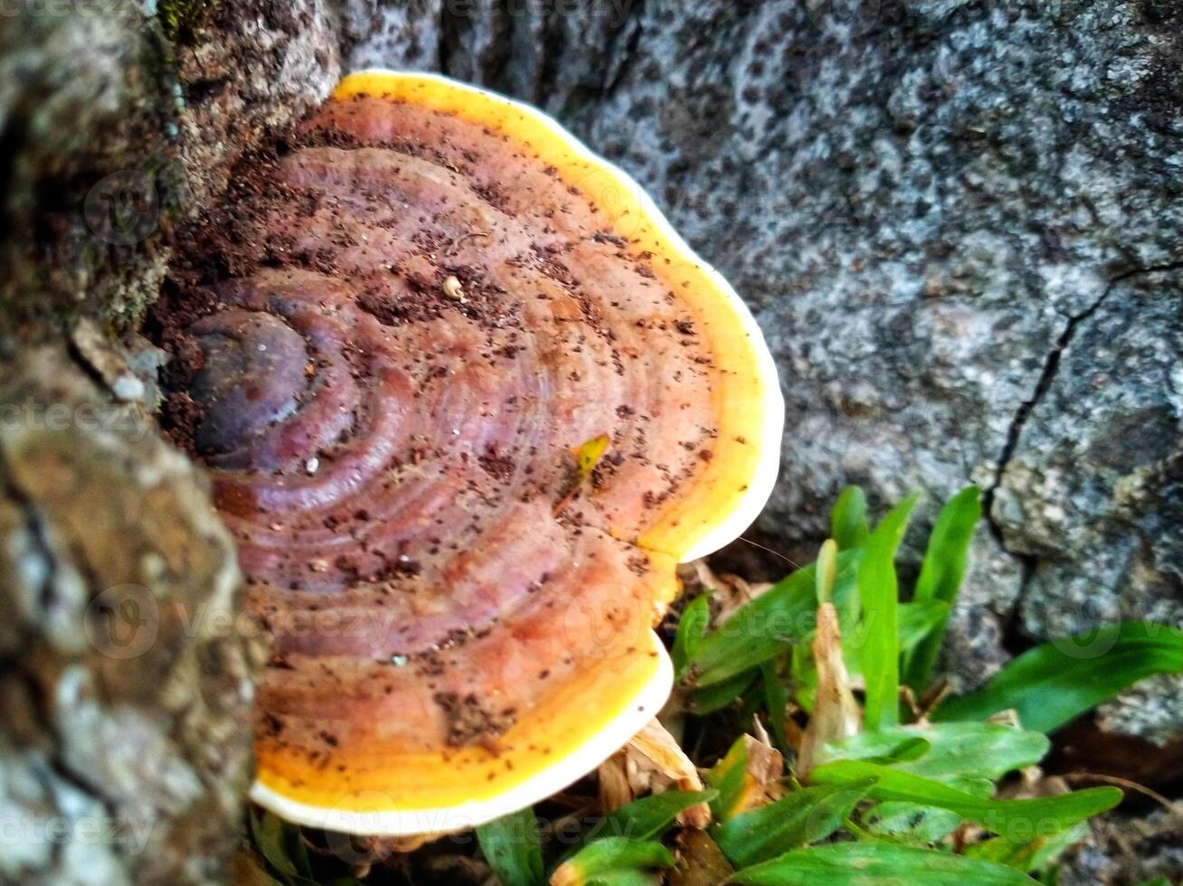 Wild mushroom with brown and yellow color photo