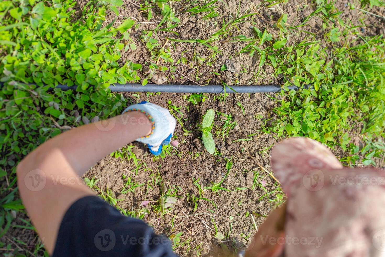woman in gloves weeds zucchini, pumpkin and melon plants growing in beds with drip irrigation. Weed control, weeding seedlings. photo